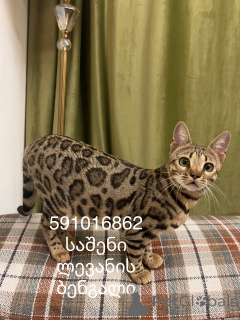 Фото №3. Bengal cat бенгалская кошка F3. Грузия