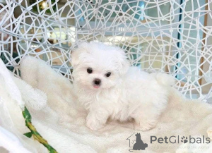 Фото №1.  - купить в Атланта за 53921₽. Объявление №161136