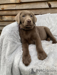 Фото №3. Очаровательные хиоты Лабрадор ретривер cherchent une famille aimante.  Франция