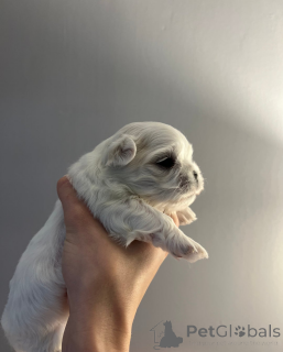 Фото №2 к объявлению №161331 о продаже мальтийскую болонку - купить в Чехии 