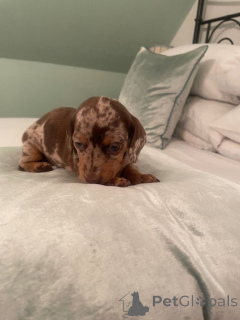 Фото №2 к объявлению №166923 о продаже дирхаунда - купить в Германии частное объявление