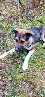 Фото №2 к объявлению №155102 о продаже беспородную - купить в России частное объявление