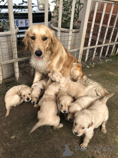 Фото №1. золотистый ретривер - купить в Bad Münstereifel за договорная. Объявление №167545