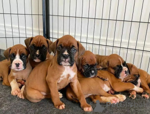 Фото №1. немецкий боксёр - купить в Братислава за договорная. Объявление №157890