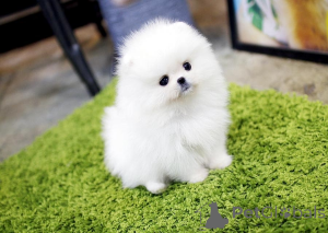 Фото №2 к объявлению №163245 о продаже  - купить в Великобритании 