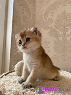 Фото №2 к объявлению №59249 о продаже шиншилла кошка - купить в России частное объявление