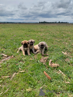 Фото №1. анатолийская овчарка - купить в Плохой Хомбург перед высотой за договорная. Объявление №166357