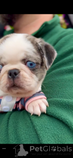 Фото №3. Blue Merle Panda Pug с синим глазом редко и потрясающим!.  Сербия