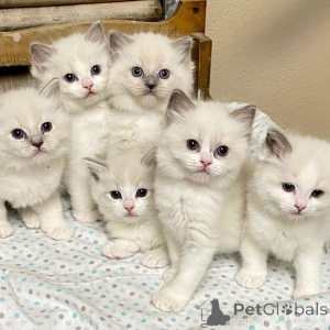 Фото №1. рэгдолл - купить в Watsons Bay за договорная. Объявление №161654