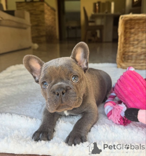 Фото №2 к объявлению №161504 о продаже французского бульдога - купить в Германии частное объявление