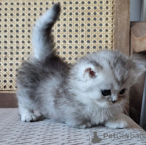 Фото №1. манчкин короткошёрстная - купить в Шерстяной за 32468₽. Объявление №174776