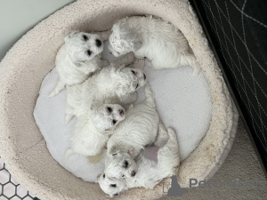 Дополнительные фото: bichon frize puppies