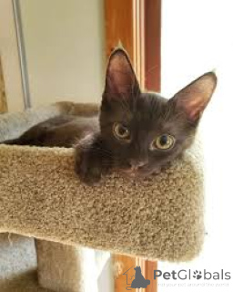 Фото №3. Гавана Браун Kätzchen zu verkaufen. Франция