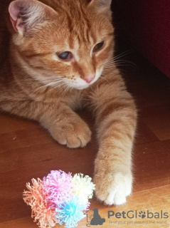 Дополнительные фото: Рыжая кошечка котенок Апельсинка в поисках семьи!