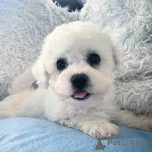 Фото №3. Те кооп щенка Бишон Фризе.  Бельгия