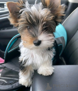 Фото №1. йоркширский терьер - купить в Обенас за договорная. Объявление №160548