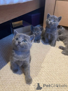 Фото №1. европейская короткошерстная - купить в Аршот за 64937₽. Объявление №161430