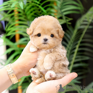 Фото №4. Продажа мальтипу в Албама заводчик - цена договорная