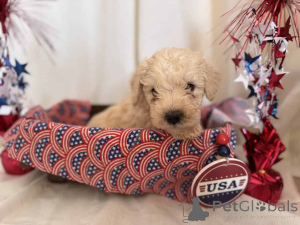 Фото №2 к объявлению №149824 о продаже мальтипу - купить в Германии частное объявление, заводчик