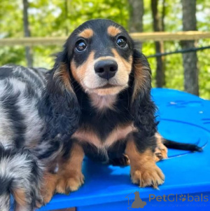 Фото №3. Sveiki и Gražūs taksų šuniukai..  Литва