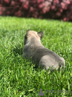 Фото №2 к объявлению №130357 о продаже французского бульдога - купить в Германии частное объявление