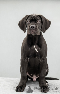 Фото №3. CANE CORSO.  Украина