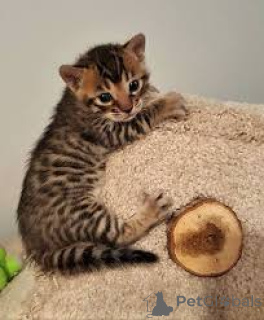 Фото №3. Bengalkätzchen abzugeben. Австрия