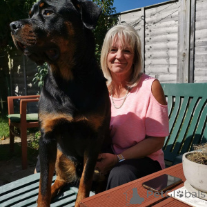 Фото №1.  - купить в Дейаян за договорная. Объявление №163410