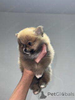 Фото №4. Продажа померанского шпица в Берне частное объявление - цена 78852₽