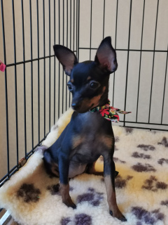 Фото №2 к объявлению №2620 о продаже пражского крысарика - купить в России заводчик