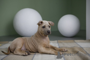 Фото №2 к объявлению №137257 о продаже тайского риджбека - купить в России заводчик