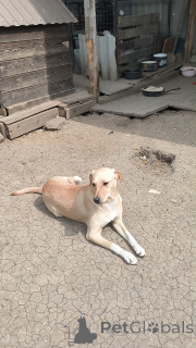 Фото №4. Продажа беспородную в Москве реке частное объявление - цена Бесплатно