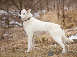 Фото №2 к объявлению №164581 о продаже беспородную - купить в России частное объявление