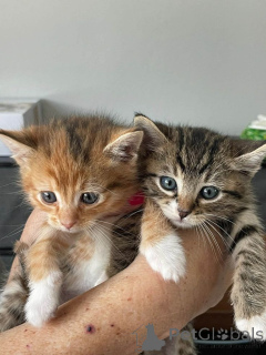 Фото №1. европейская короткошерстная - купить в Стокгольм за договорная. Объявление №161095