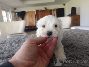 Фото №3. Chiot Bichon Frisé A Donner.  Бельгия