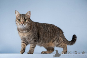 Фото №4. Продам  в Химках частное объявление - цена Бесплатно