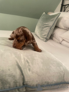 Фото №1. дирхаунд - купить в Ankum за 35251₽. Объявление №166923