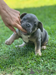 Дополнительные фото: Puppies for sale Very cute French bulldog puppies