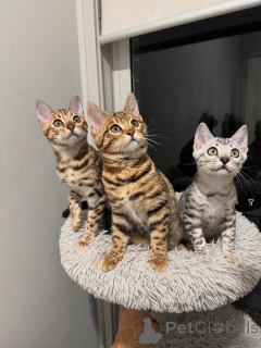 Фото №1. бенгальская - купить в Неучутл за 69575₽. Объявление №152663