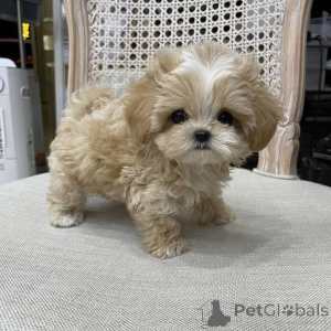 Фото №2 к объявлению №161560 о продаже  - купить в Чехии 