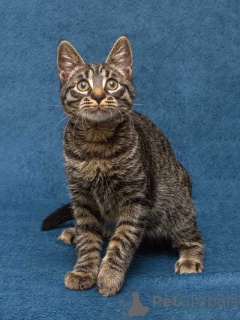 Фото №2 к объявлению №163837 о продаже  - купить в России частное объявление