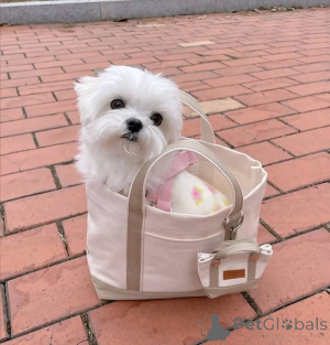 Фото №1. мальтийская болонка - купить в Хельсинки за 41745₽. Объявление №165346