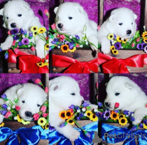 Фото №2 к объявлению №8499 о продаже самоедскую собаку - купить в России из питомника