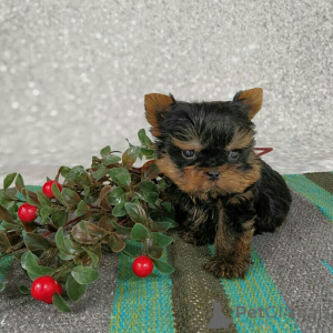 Фото №3. Entzückende Yorkshire Terrier-Welpen suchen ein Liebevolles Zuhause!.  Германия