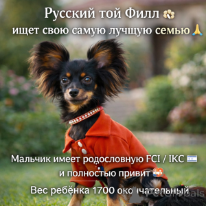 Фото №3. Красивый нежный маленький мальчик маленького размера без брака с родословной.  Израиль