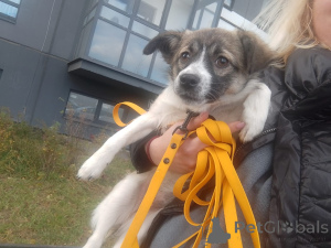 Фото №4. Продажа беспородную в Санкт-Петербурге частное объявление - цена договорная