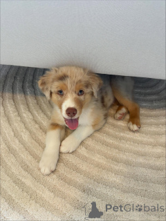 Фото №1. австралийская овчарка - купить в Карлсруэ за договорная. Объявление №159494