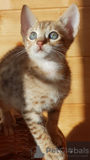 Фото №3. Продаются красивые котята Саванны с родословной.. Германия
