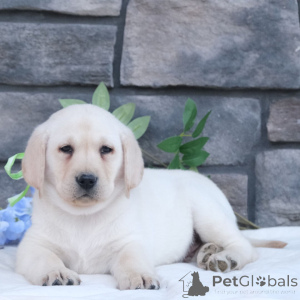 Фото №3. Лабрадор-ретривер Кобель 9 недель Готов к поездке домой.  Германия