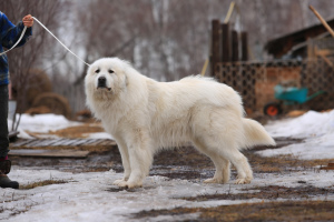 Фото №2 к объявлению №3893 о продаже пиренейскую горную собаку - купить в России частное объявление